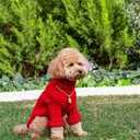 Small/Medium Dog Sweater, Warm Dog Winter Coat w/Sleeves, Comfortable High Neck Premium Dog Clothes for Mini Poodle-Best for Holidays, Daily Walks L Red