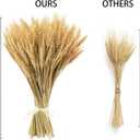 200 Pcs Dried Wheat Stalks, Dried Flowers Natural Wheat for Home Kitchen Office Flowers Arrangement Wedding Table Christmas Farmhouse Boho Party Fall Dcor
