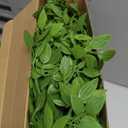 6 Pcs Artificial Greenery Stems 43.4 Inch Oversized Faux Nandina Plant Branches for Spring Wedding Shop Garden Office Home Indoor Outdoor Decor Fake Plastic Greens Tree for Vase Bouquets