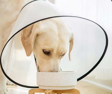 Dog Cone, S