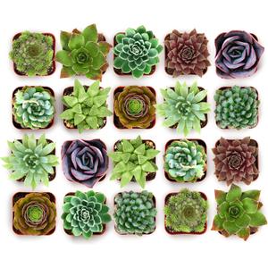 Shop Succulents Echeveria & Rosette Live Succulent Variety Pack Fully Rooted 2" Potted Plants for Gifts, Favors, DIY Projects, Terrariums, Home Dcor, and Garden Arrangements, 20 Pack
