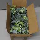 DearHouse Faux Eucalyptus Garland Plant, 2 Pack Artificial Vines Hanging Eucalyptus Leaves Greenery Garland for Wedding Backdrop Arch Wall Decor, 6 Feet/pcs UV Protected Indoor Outdoor