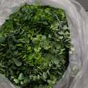 DearHouse Faux Eucalyptus Garland Plant, 2 Pack Artificial Vines Hanging Eucalyptus Leaves Greenery Garland for Wedding Backdrop Arch Wall Decor, 6 Feet/pcs UV Protected Indoor Outdoor