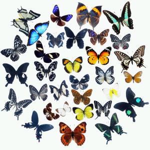 15 pcs of Real Dried Dead Butterflies with Spread Wings Shaped, Natural unmounted Butterfly specimens for Art, Decorations, Taxidermy and Gifts for Kids and Family(15 Pcs Butterfly)