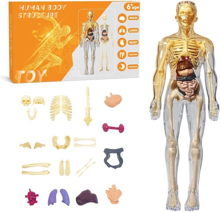 Human Body Model for Kids Anatomy Plastic DIY Skeleton Toy 3D Anatomy Kit Educational Science Kit