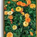 crmotu Vintage Framed Wall Art, Botanical Wall Art, Floral Wall Decor, Daisy Nature Decor Art Prints, Wildflower Landscape Rustic Canvas Paintings for Living Room Bedroom Kitchen Farmhouse 12x16in (Marigolds)