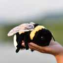 TAMMYFLYFLY Soft Insect Plush Toy, Stuffed Bee Animal Doll,Cute Honeybee Plush Doll,17cm (Bee)
