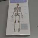 NEW HORIZON 17.7 Human Skeleton Model for Anatomy,Movable Arms Legs Bones Structures,Whole Spine Ribs Skeleton Model,Suitable for Study Display Artificial Limbs for Medical Instruction Purposes