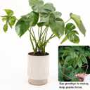 2 x 6PCS Monstera Plant Stem Support, Monstera Stabilizer Grapple Holder Unique Design for Turtle Shell Bamboo Clamp Set, Ideal Plant Support Stakes for Thriving Growth Indoor Climbing Plant (Copper)