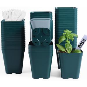 June Fox Plastic Seedling Pots, 60 Pack Square Nursery Pots 4 Inch, Small Plant Pots with Drainage Holes for Seedlings, Succulents, Cuttings (Green)