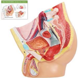 Merinden Male Pelvis Reproductive Anatomy Model, Life Size Pelvis Model on Baseboard, 5-Parts Pelvis Organ Model with Muscular, Urinary, and Reproductive System, Detailed Product Manual