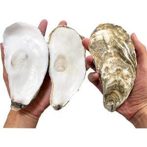 15 PCS Flat Oyster Shells for Crafts 5"-6" Flat Natural Oyster Shells Bulk for Home Decor Vase Filler-Sea Shells Handmade Arts and Crafts for Crafting Christmas Ornaments, DIY Painting