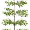 FEELEAD Faux Black Olive Tree 8FT Tall Artificial Shady Lady Tree with Natural Wood Trunk and Realistic Leaves, Large Fake Tree for Indoor Home and Office Decor