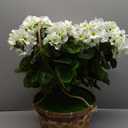 Nearly Natural Geranium Hanging Basket Artificial Plant UV Resistant (Indoor/Outdoor)