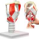 HADWYN 3X Anatomy Larynx Functional Model, 12.1"L x 8.1"W