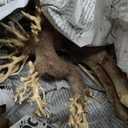 Bonsai Driftwood Aquarium Tree (8in H x 6in L), Handcrafted Fish Tank Decoration | Easy to Install Driftwood Bonsai for Fish Tank | Decor Aquascape Wood (Bonsai Tree)