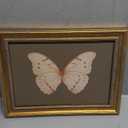 Vintage Gold Framed Wall Art Classical White Butterfly Wall Art Small Moody Insect Green Wall Decor Picture Antique Cottagecore Moth Gallery Aesthetic Poster Print for Living Room Bedroom 12x16in