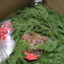 2 PCS 6FT Artificial Norfolk Pine Garlands - Real Touch Winter Pine Garland, Green Artificial Greenery Garland for Mantle, Table, Wall, Indoor & Outdoor Fireplace Christmas Decorations