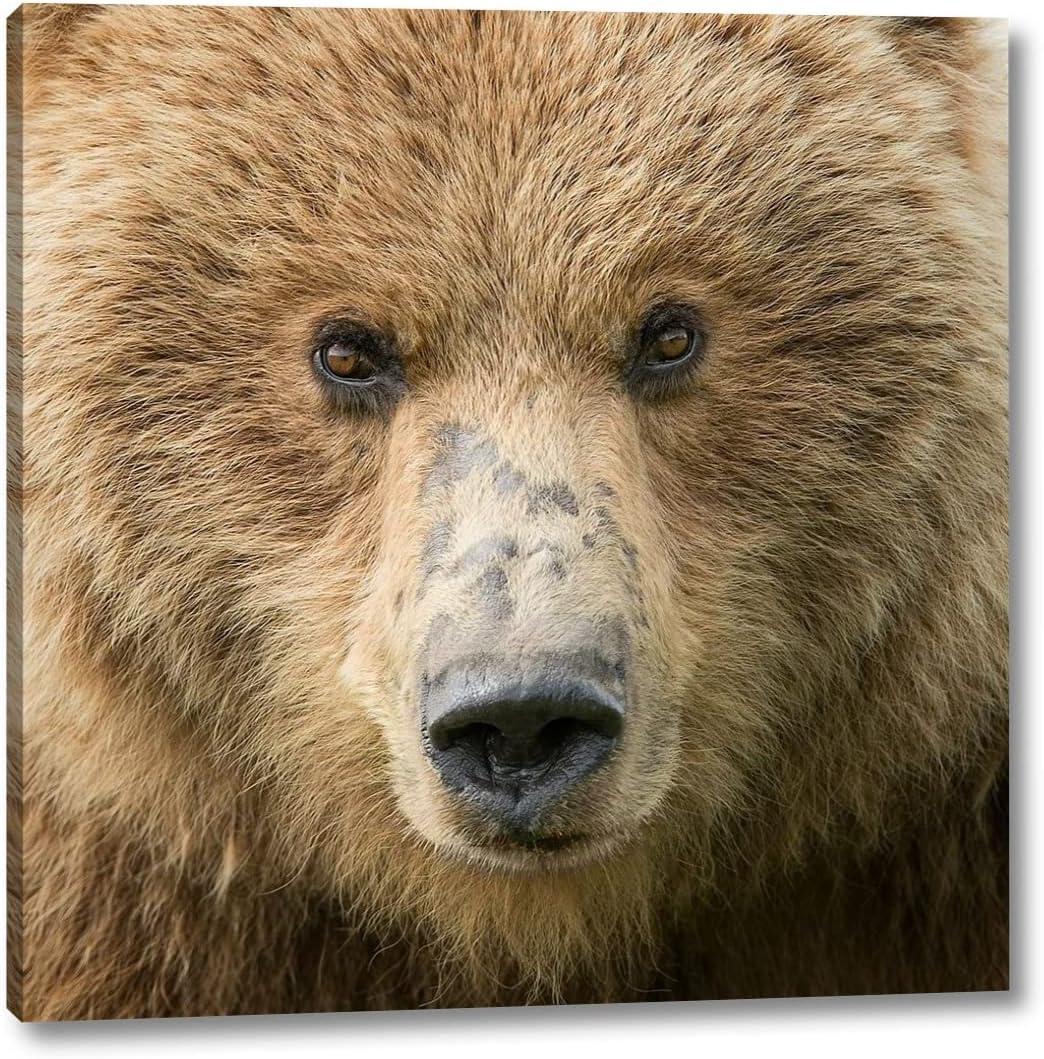 Bear Life I by PHBurchett 24" x 24" Gallery Wrapped Canvas Wall Art Print - Ready to Hang