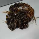 8Inch GoGo Curl Crochet Hair Short Curly Hiar 6Packs Water Wave Crochet Hair Water Wave Crotchet Braiding Hair (8 Inch (Pack of 6), 1B/30#)