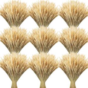 Geosar 600 Stems Dried Wheat Stalks for Decor Natural Wheat Grass Sheaves Bundle Farmhouse Artificial Flowers Arrangement for DIY Wedding Table Home Centerpieces Party Decorative (16 Inch)