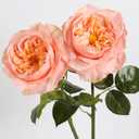 2Pcs Fake Austin Rose Peonies Flowers Real Touch Peach Roses with Stems 25.60'' Latex Peony Artificial Flowers for Home Decor Flower Arrangement Wedding Centerpieces Valentine's Day (Peach)