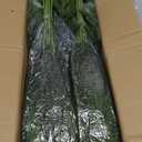 Juxdp 40 Pcs Real Touch Norfolk Pine Branches, Artificial Christmas Green Plants Branch Faux Greenery Stem Fake Pine Picks for Vase DIY Crafts Garland Wreath Xmas Indoor Outdoor Decor(18 Inches)