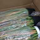 Jexine 6 Pcs Tall Artificial Grass Plant 4 ft Potted Artificial Greenery Floor Plants Faux Pampas Grass Tall in Pot for Housewarming Gift House Garden Bathroom Lobby Outdoor Decoration