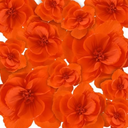 Giant Paper Flowers Artificial Large Paper Flower Decoration for Handcrafted Wall Backdrop Christmas Mexican Wedding Graduation Bridal Shower Birthday Party Supplies(Black,12 Pcs)