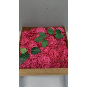 Ling's moment Dahlia Foam Artificial Real Touch Faux Fake Flowers for Home Decor Graduation Baby Shower Decorations Outdoors Party Favors Wedding Gifts Centerpieces Arrangements 25pcs (Hot Pink) Ling's moment Dahlia Foam Artificial Real Touch Faux Fake Flowers for Home Decor Graduation Baby Shower Decorations Outdoors Party Favors Wedding Gifts Centerpieces Arrangements 25pcs (Hot Pink)