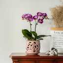 HERDUK Ceramic Orchid Pot, Orchid Pots with Drainage Holes & Saucer 6.5 Inch,Orchid Pot for Repotting Indoor, Orchid Containers with Precise Aeration & Drainage