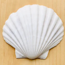 Seashell
