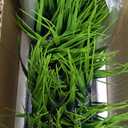 MyGift 14 Inch Artificial Green Grass Plant in Vintage Black Wood Planter Window Box, Faux Greenery in Decorative Rectangular Crate Style Wooden Container