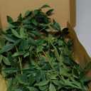 Ling's moment 6ft Rosa Banksiae Artificial Garland, Silk Laurel Leaf Vine for Wedding Arch, Table Centerpiece & Event Decor, Faux Greenery Filler for Elegant Arrangements