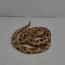 Clobeau 78 Inch Brown Speckled Snake Plush Toy - Lifelike Snake Stuffed Animal, Soft Plush Stuffed Snakes for Kids, Cuddly Reptile Stuff Toy for Children (Brown)
