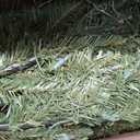 Puleo International 7.5ft Pre-Lit Fraser Fir Pencil Christmas Tree with 350 Clear Lights, 1188 Realistic Dense Branch Tips, Easy Setup Artificial Trees with Sturdy Metal Stand