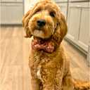 Lionheart Glory Valentine's Day Dog Collar With Bowtie for Large Dogs - Hearts Bear Spring Pink Pet Collar Bows (Large (Pack of 1)