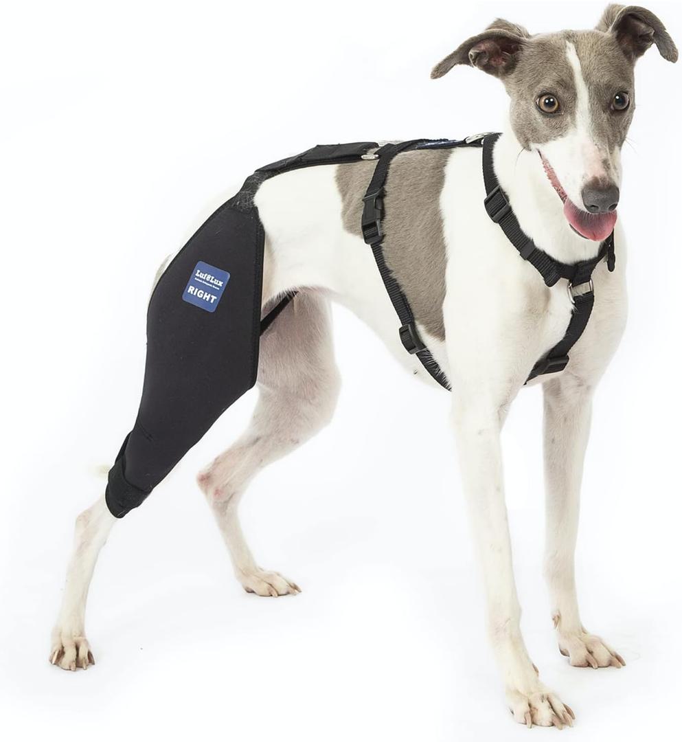 Dog Knee Brace with Harness and Connection Belt, Lightweight and Stretchable, Support for Torn ACL Hind Leg, Luxating Patella, Reduces Arthritis Pain and Inflammation (Medium)