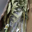 LYERSE Olive Trees Artificial Indoor - Faux Olive Tree 7ft with Large Olive Branches and Lifelike Fruits - Fake Olive Tree for Modern Home Office House Living Room Decor