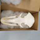 Taxidermy Real Animals Skulls, Real Bones Specimen, Taxidermy Supplies for Science Education, Special Gift (Ostrich Skull)