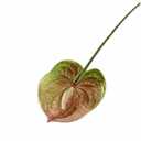 Jiumengya 8pcs Artificial Anthurium Flower Branch 60cm 3D Printing Effect Faux Real Touch Single Stem per Piece Anthurium for Home Table Floral Decoration (chamapgne with Ligth Green)