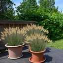 Ttranewsoo Artificial Grass, Fake Grass, Artificial Shrubs, Wheatgrass Cattails Fake Grass Decorations, Artificial Plants, Ornamental Grass, Outdoor Fake Grass, Green Leafy Decorations (12PCS)