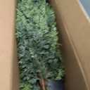 4FT Real Touch Cedar Topiary Trees for Front Porch Decor, Artificial Shrubs Faux Plants Potted UV Resistant Fake Greenery for Outdoor Indoor Door Garden Farmhouse Home Decoration (Set of 2)