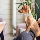 Lionheart glory Dog Collar, Cute Dog Bow Collar Boy Girl Dog Collars with Bow Adjustable Dinosaur Bowtie Collar for Medium Dogs Pet Gift Spring Summer Collars (Medium (Pack of 1)