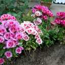 8 x 300+ Seeds Satin Flower Mix Godetia Clarkia - Flower Multicolor