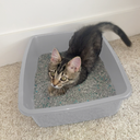 Van Ness Cat Pan (Medium, Gray)