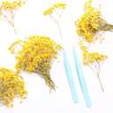 Yellow 70 Pcs Mini Babies Breath Pressed Flower for Resin Art / Invitations Card Decor/Bookmark Jewelry DIY Craft, Real Dried Pressed Baby Breath Flowers Bulk with 2 Tweezers.