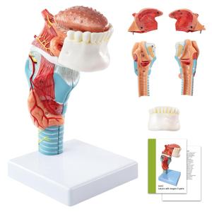 Human Laryngeal Anatomy Model, Including Tongue, Teeth, Thyroid and Laryngeal Structure Research Models, Suitable for Medical Education, Training and Research