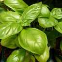5 x Seeds Genovese Basil Indoor Herb Non GMO Heirloom for Planting