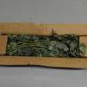 Mixed Eucalyptus Leaves Stems Bulk Artificial Eucalyptus Leaves Sprays Faux Oval Eucalyptus Leaves with White Seeds Stems for Floral Wreath Garland Bouquets Arrangement Wedding Greenery Decoration